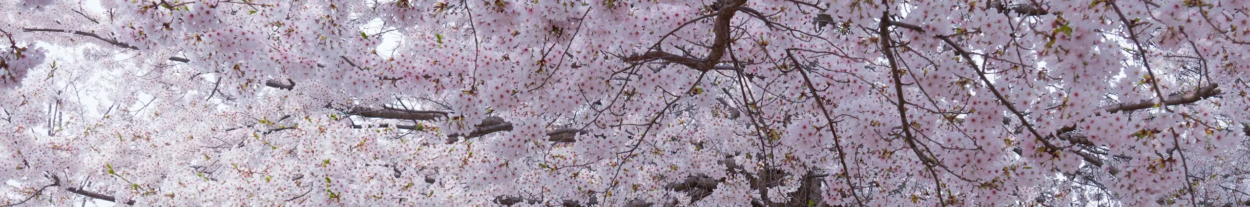 USER BANNER