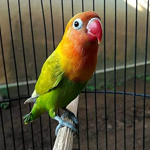 ADJ Lovebirds avatar