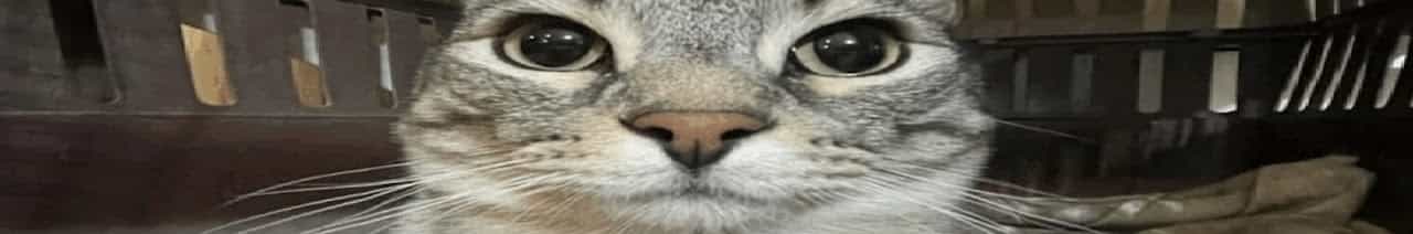 CATS LOADING