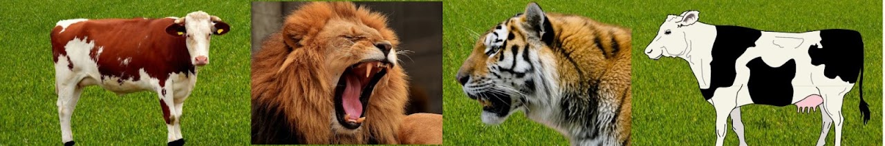 SAFARI DA FELICIDADE