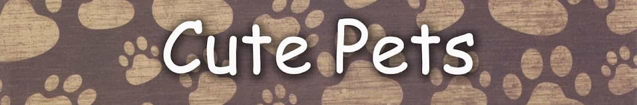 Cute Pets