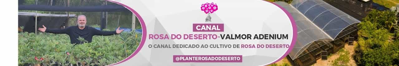 Rosa do Deserto - Valmor Adenium