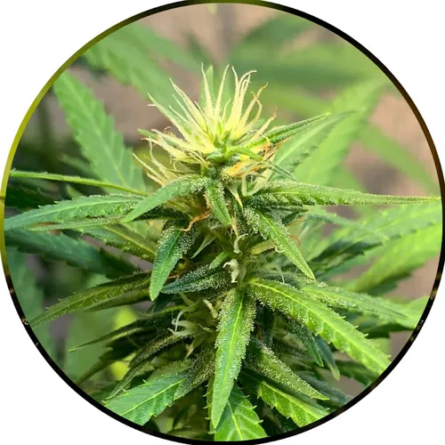 Cultivo indoor