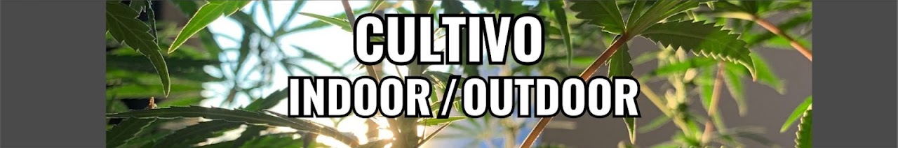 Cultivo indoor