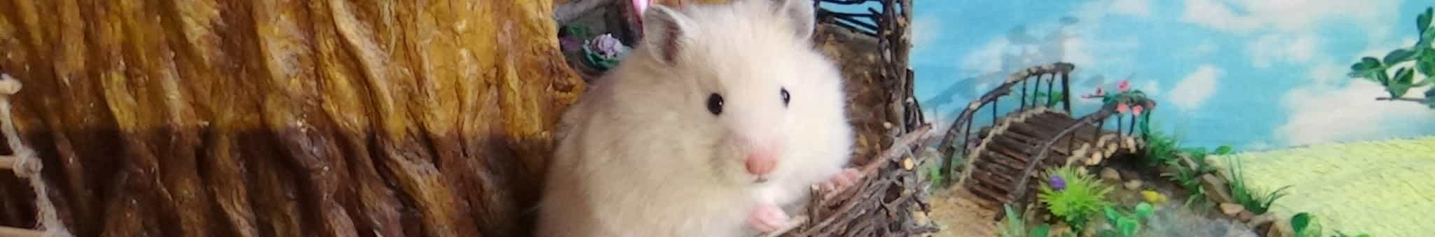 The Secret Life of my Hamster