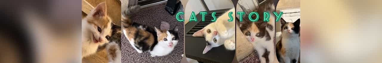Cats story