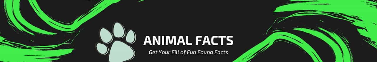 Animal Facts (Fun Animal Videos) 