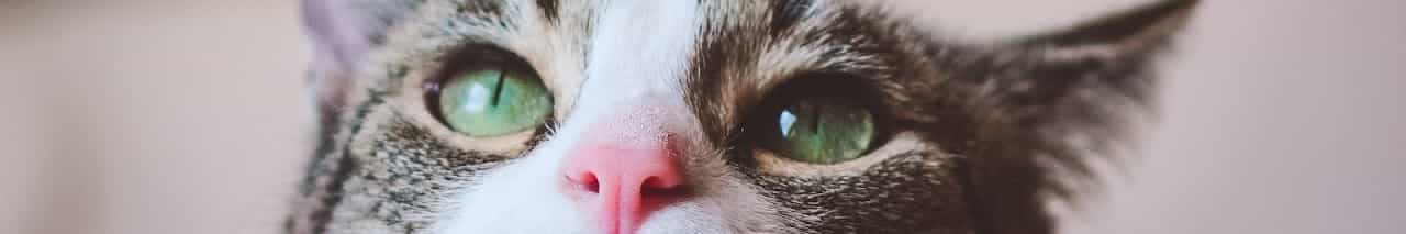 Diário Felino (Diário Felino)