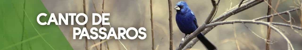 Canto de Pássaros