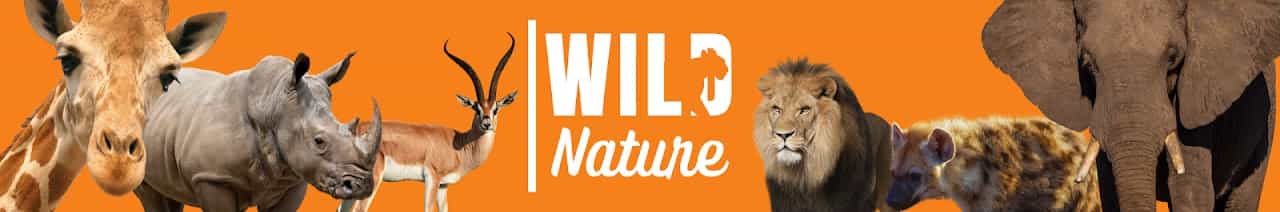 Wild Nature - Português