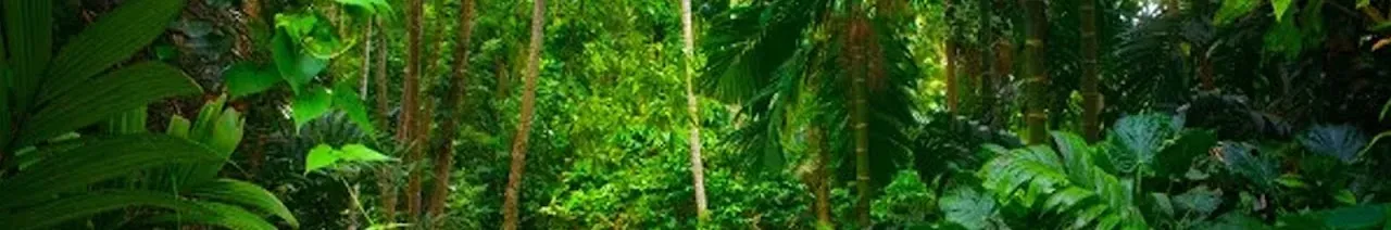 INSTRUTOR GONÇALVES