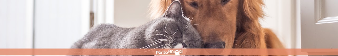 PeritoAnimal