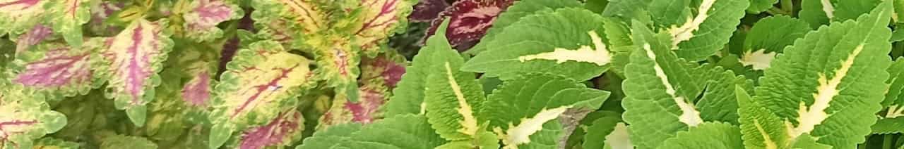 A palavra de Deus e Jesus Cristo