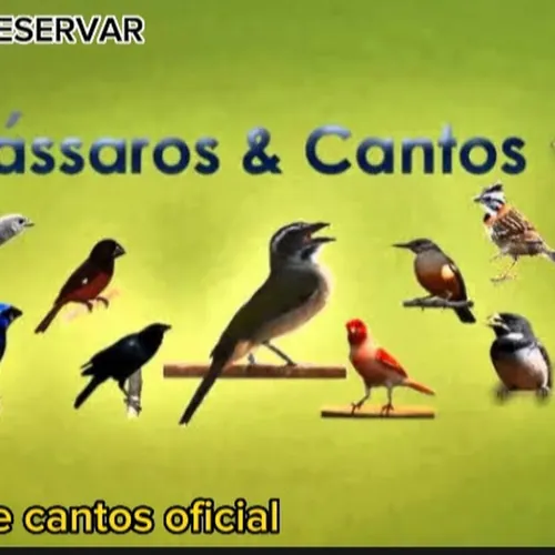 Canal pássaros e cantos 