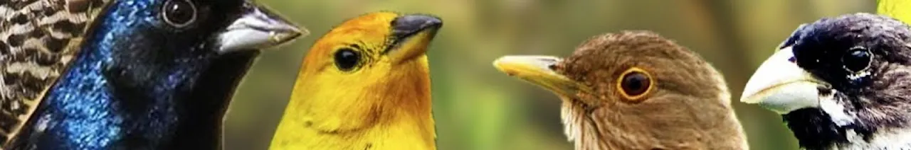 Canal pássaros e cantos 