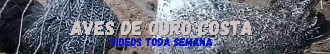 Aves de Ouro - Costa