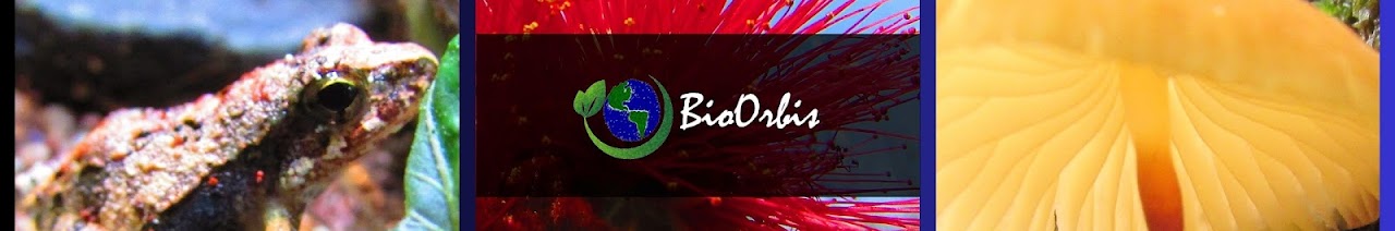 Bio Orbis