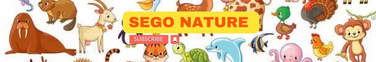 Sego Nature