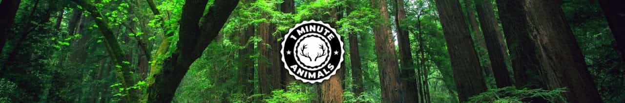 1 Minute Animals