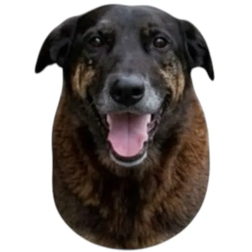 Canal Do Cachorro Orelha