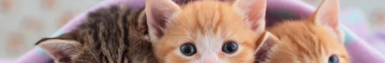 Pets Venus