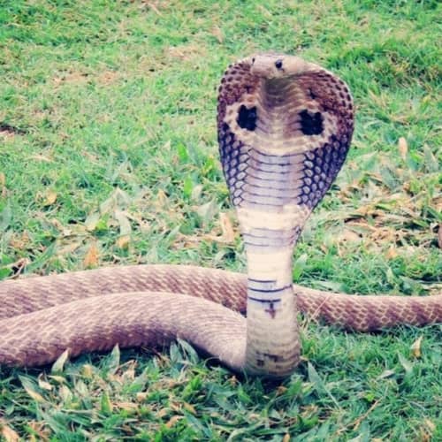 Giant King Cobra Hunter