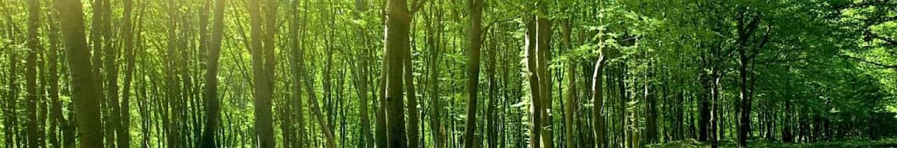 Giant King Cobra Hunter