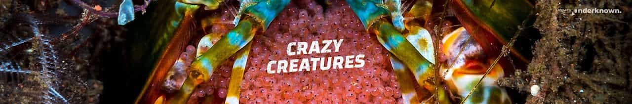 Crazy Creatures