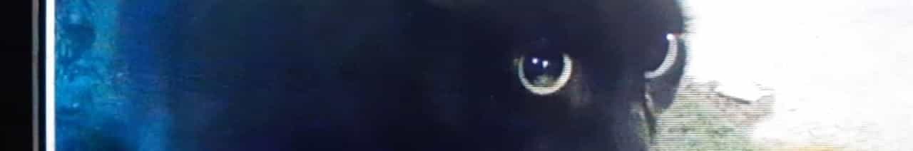 Minha Vida se resume a eles. Os Animais. 