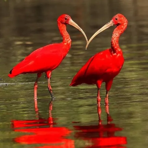 DESCOBRINDO ANIMAIS PT