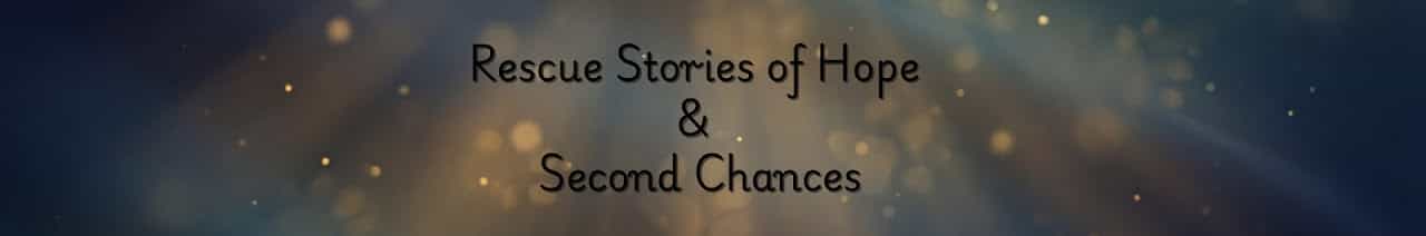 Animal Rescue Studio